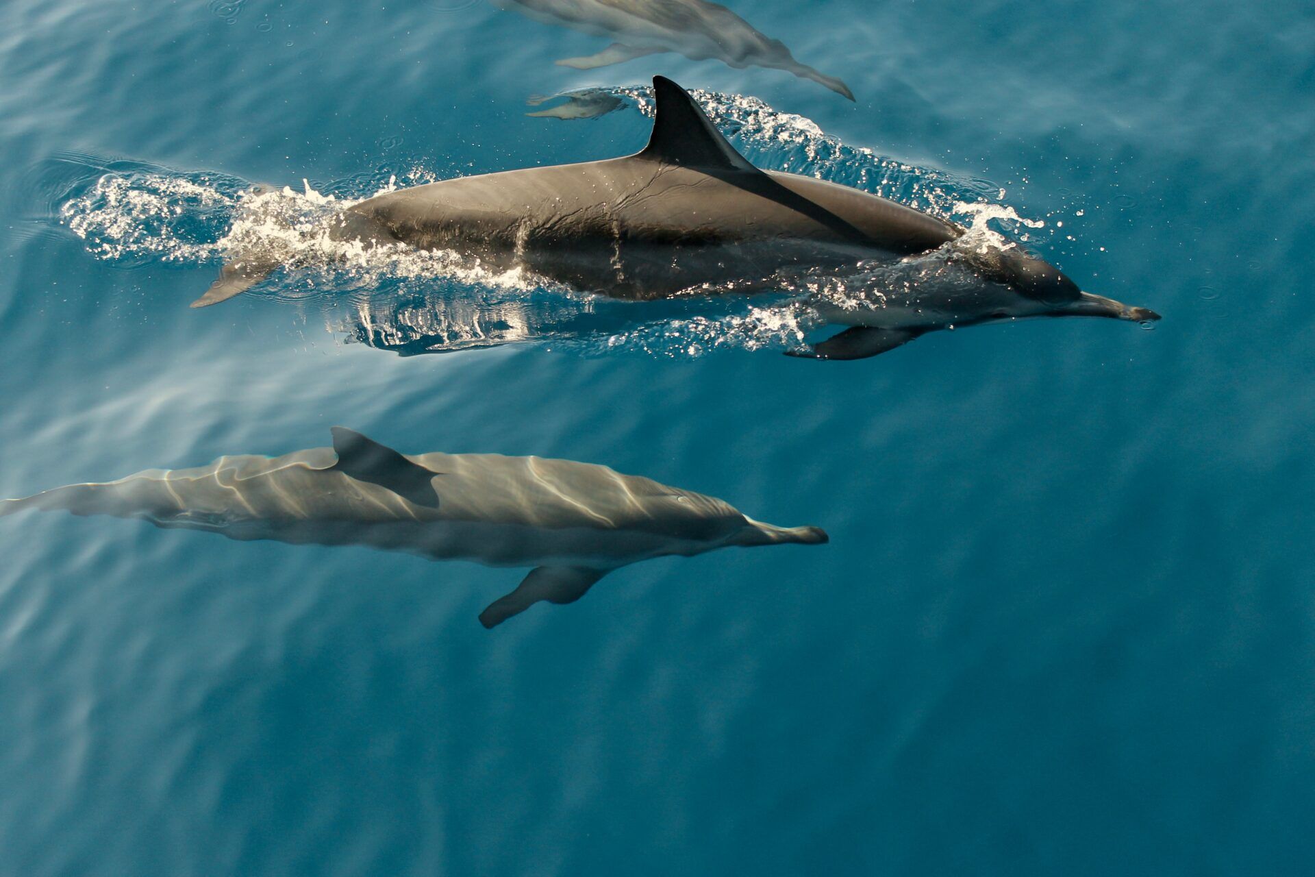 Dolphin Expedition – 2hrs Trip