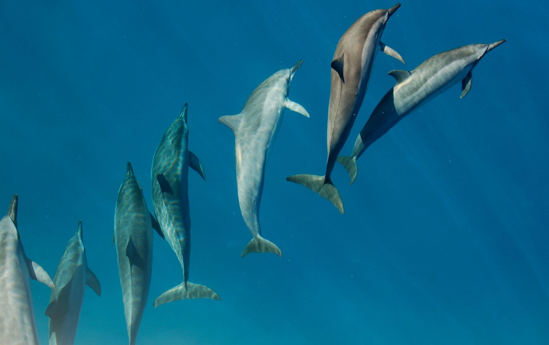 Dolphin Expedition – 2hrs Trip - Image 2