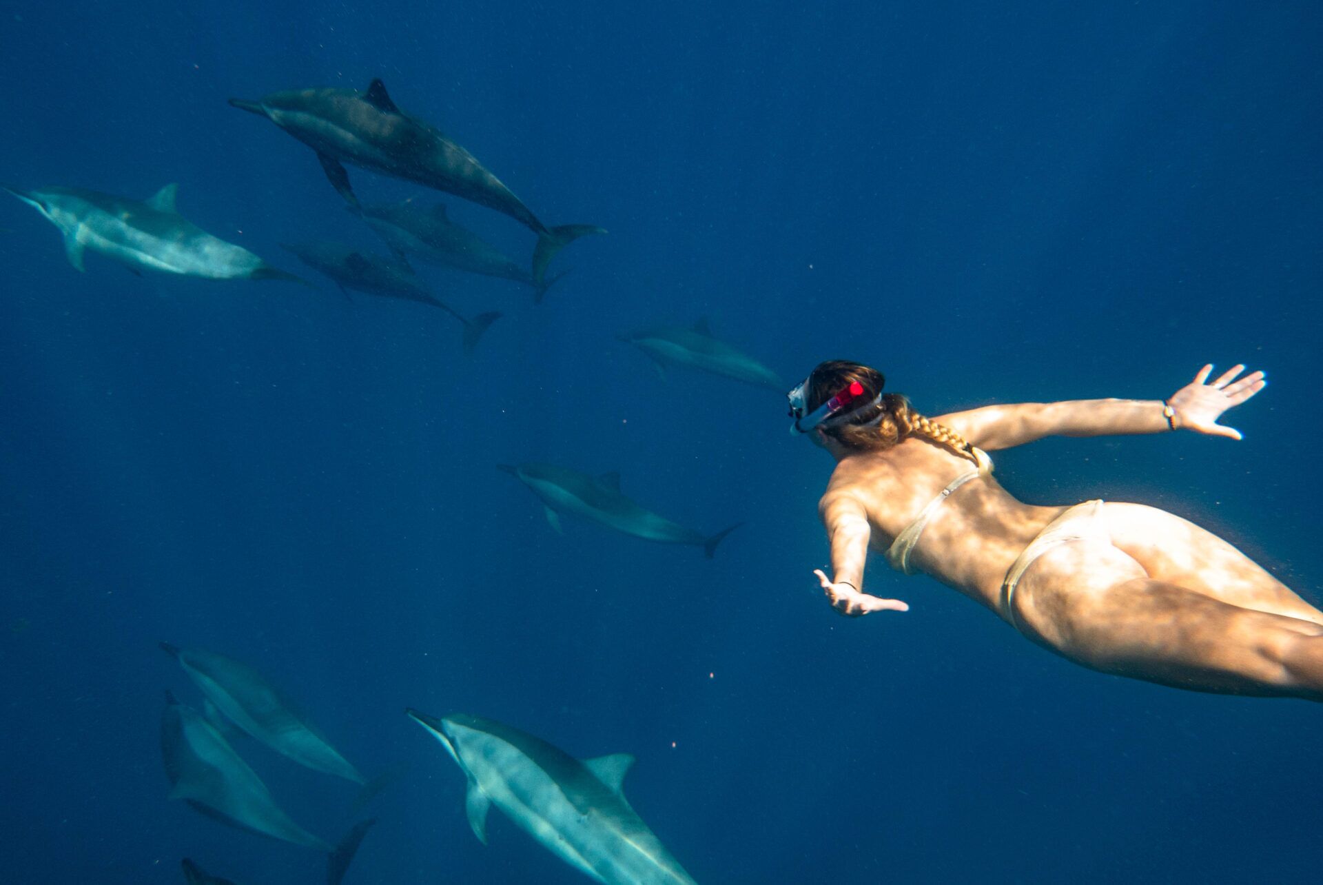 Dolphin Expedition – 2hrs Trip - Image 3