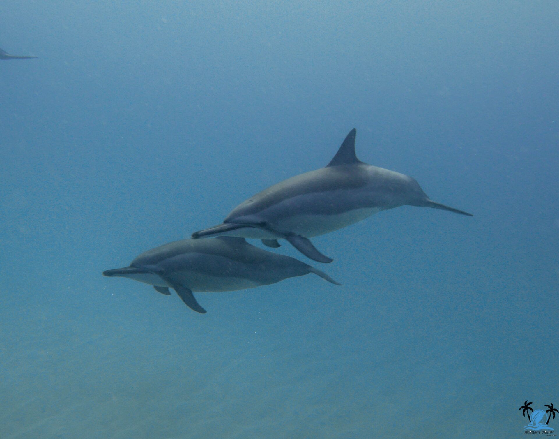 Brunch at Sea – 4hrs Trip - Image 2